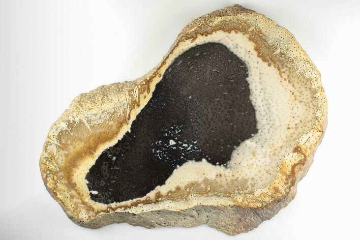 Polished Petrified Palmwood (Palmoxylon) Round - Texas #198991